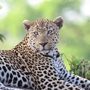 LIKE THIS LISTING FOR LVE SHOWS